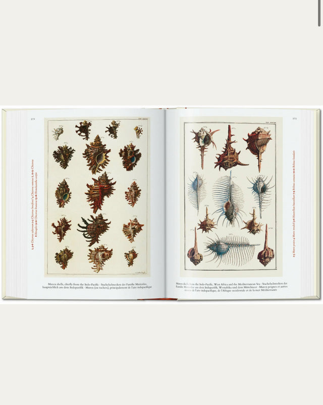 Cabinet of Natural Curiosities - New Mags