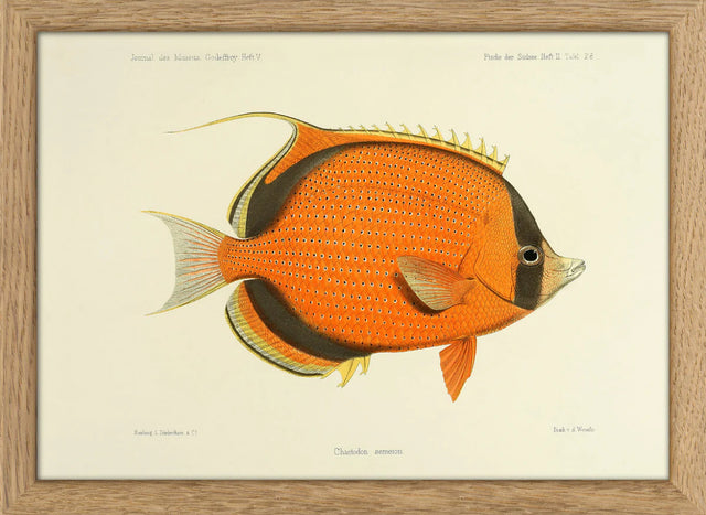 Orange fisk - mini - The Dybdahl Co.