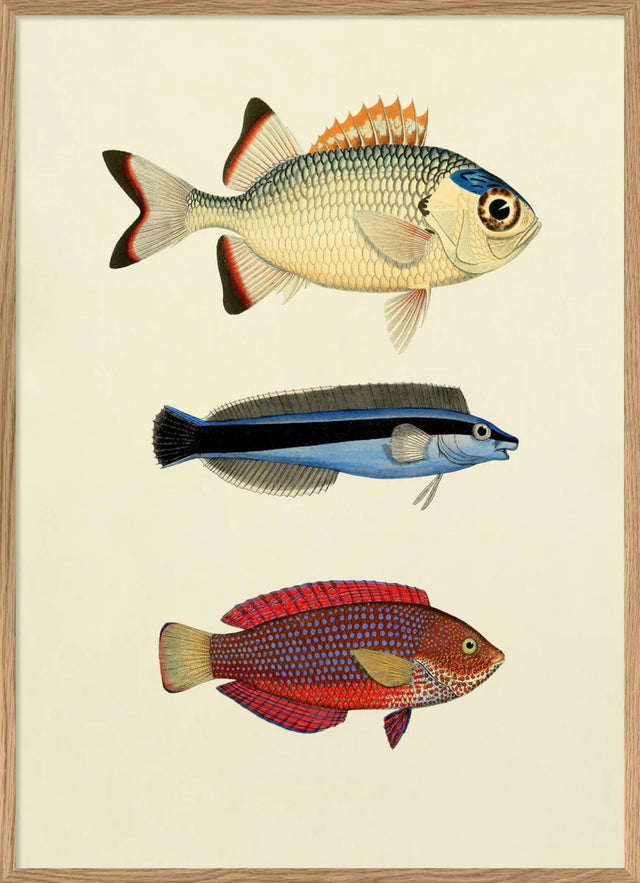3 farverige fisk - The Dybdahl Co.